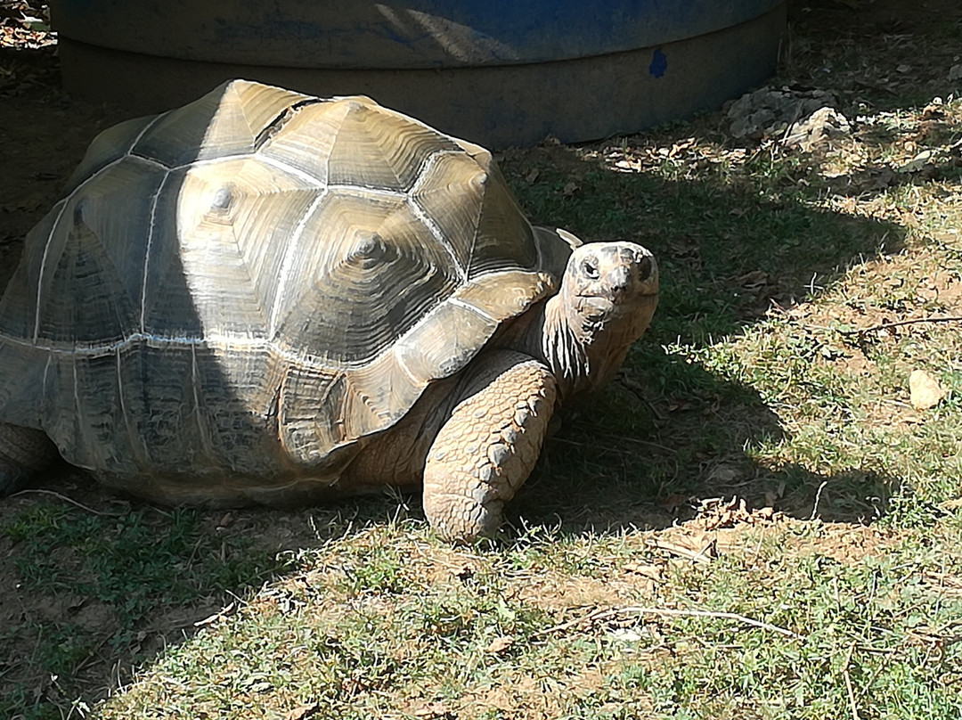 Reptile Park (Parc des Reptiles)-布松布拉必去景点