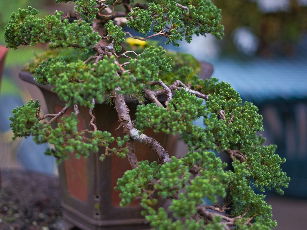 Jardin de Bonsais景点图片