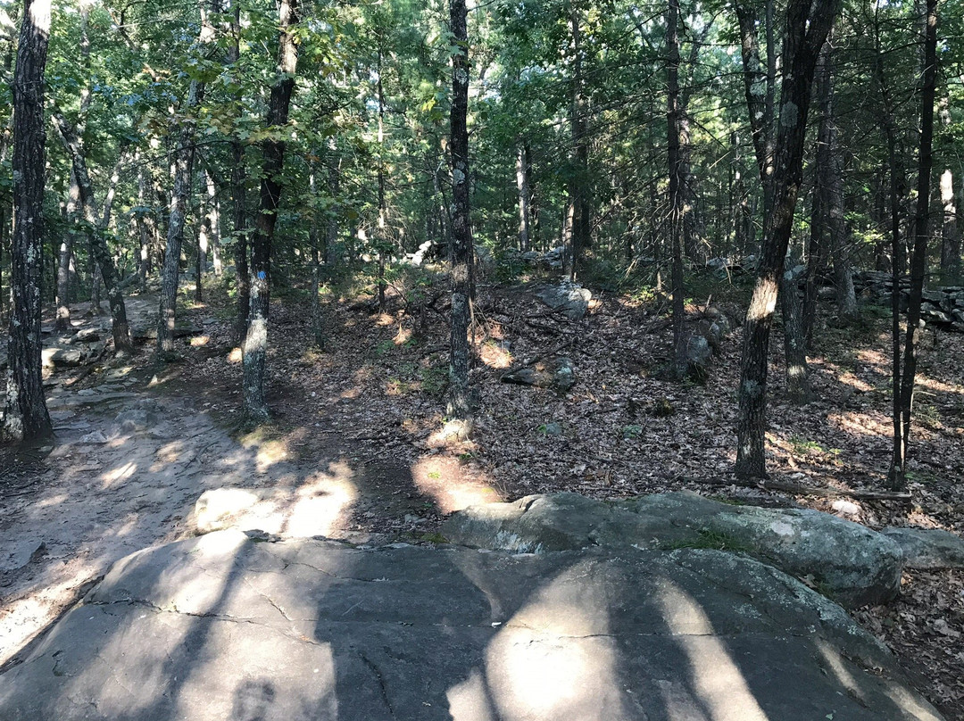 Benson Park景点图片