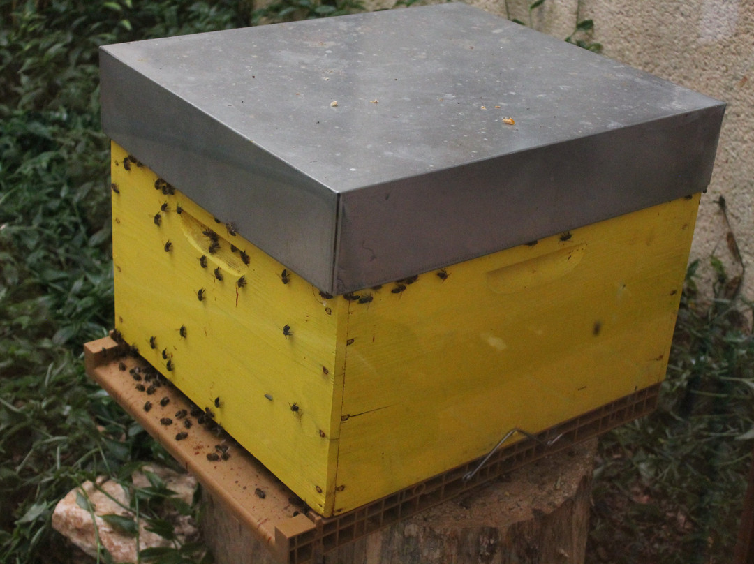 Musée La Maison des Abeilles-罗卡马杜尔必去景点