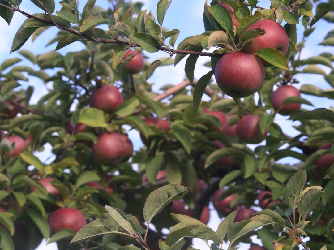Park Hill Orchard景点图片