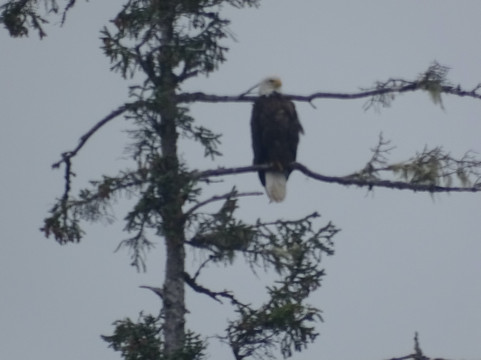 Ketchikan Salmon Fishing - Captain Jim Parrott-凯奇坎必去景点