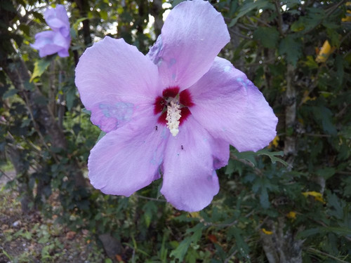 Mukuge Nature Park-皆野町必去景点