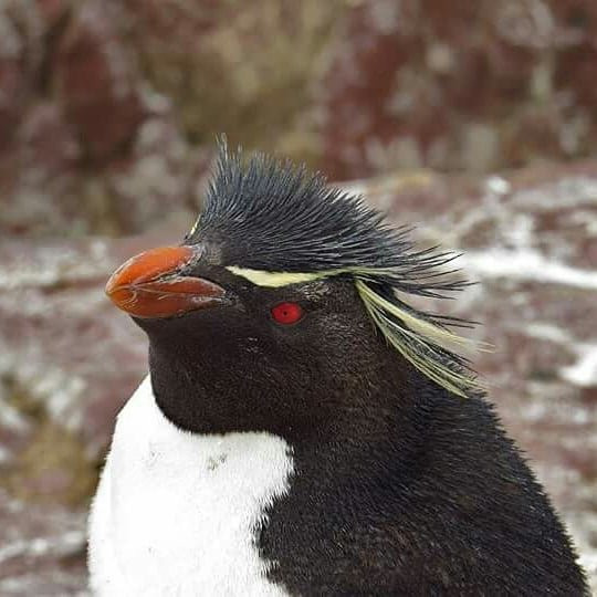 Isla Pinguinos景点图片