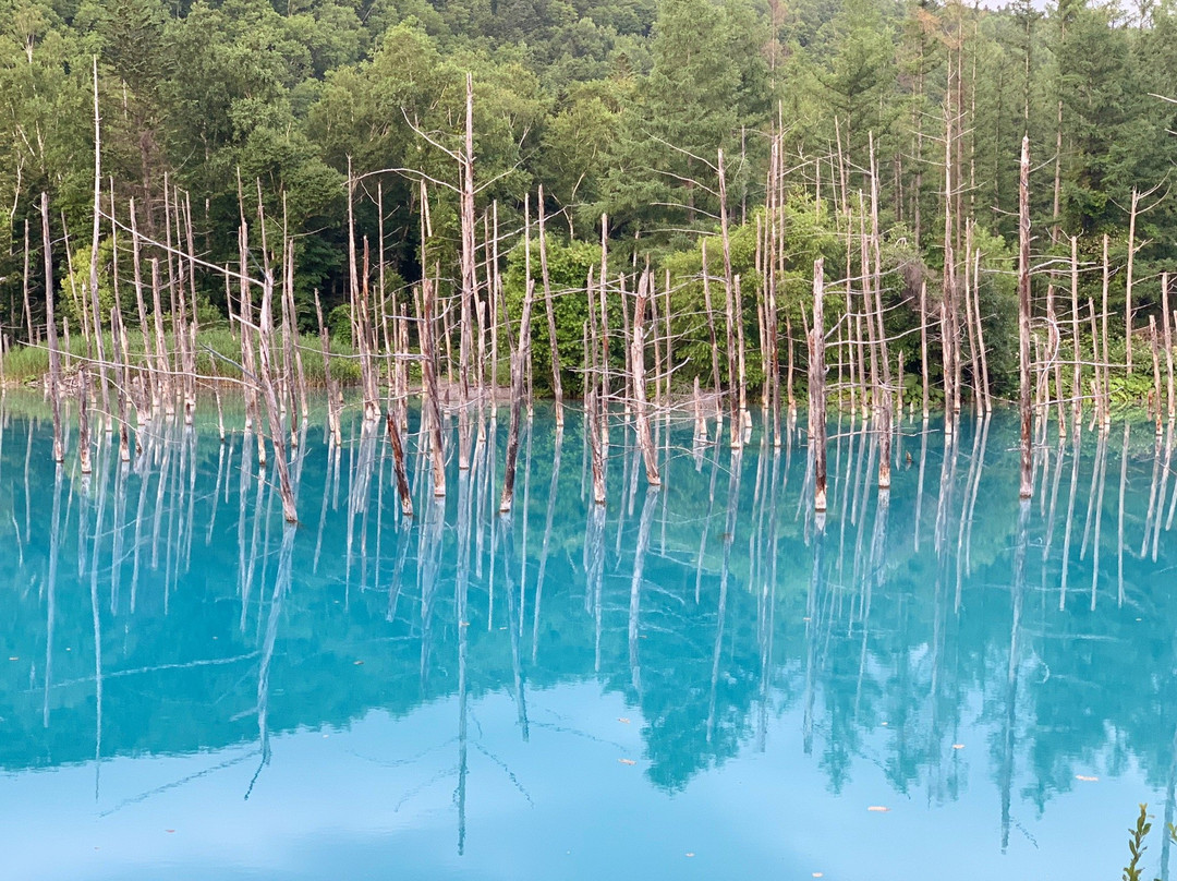 Hokkaido Nature Tours景点图片