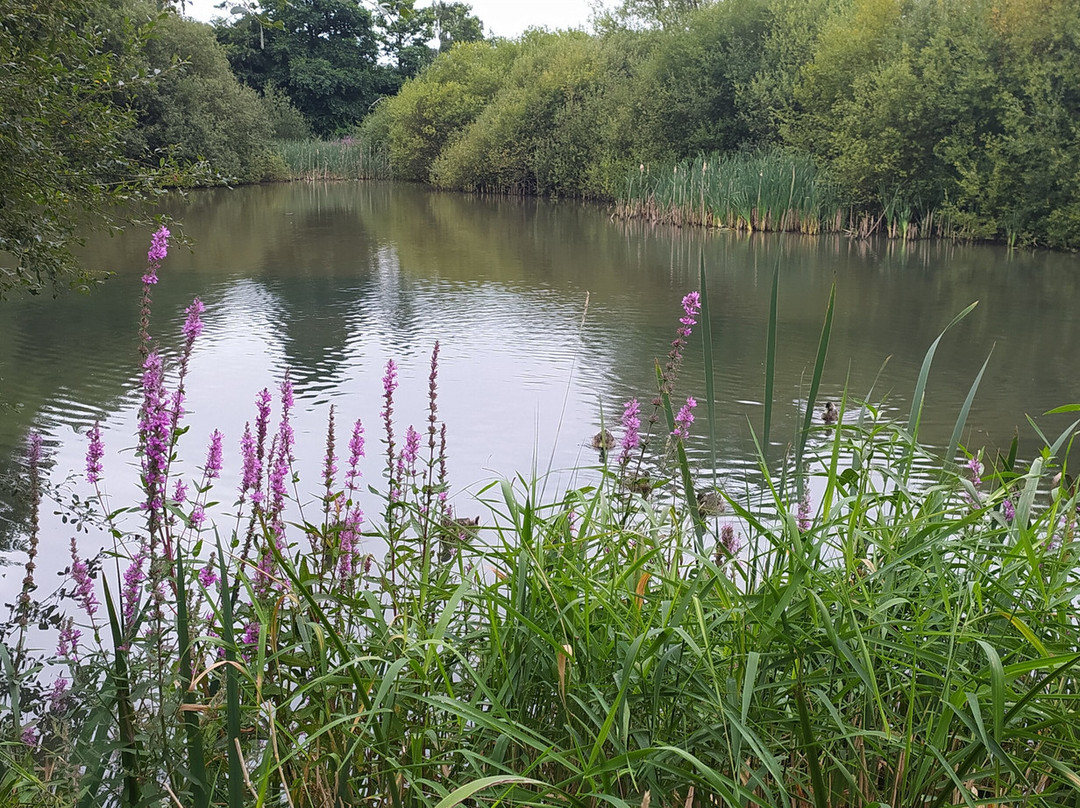 Severn Farm Pond Nature Reserve景点图片
