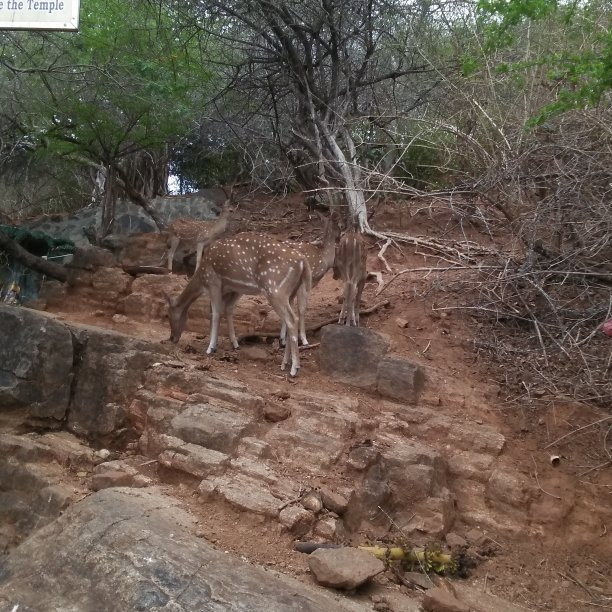 Fort Frederick-Trincomalee必去景点