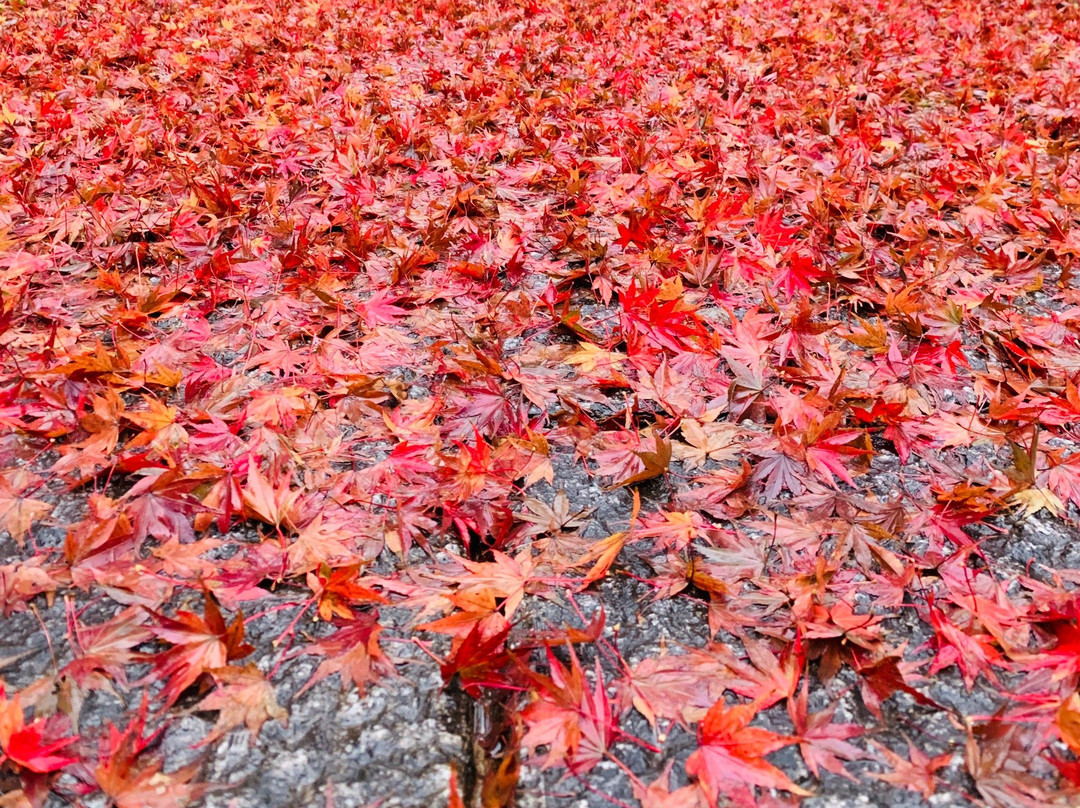 Shugakuin Temple-吉野里町必去景点