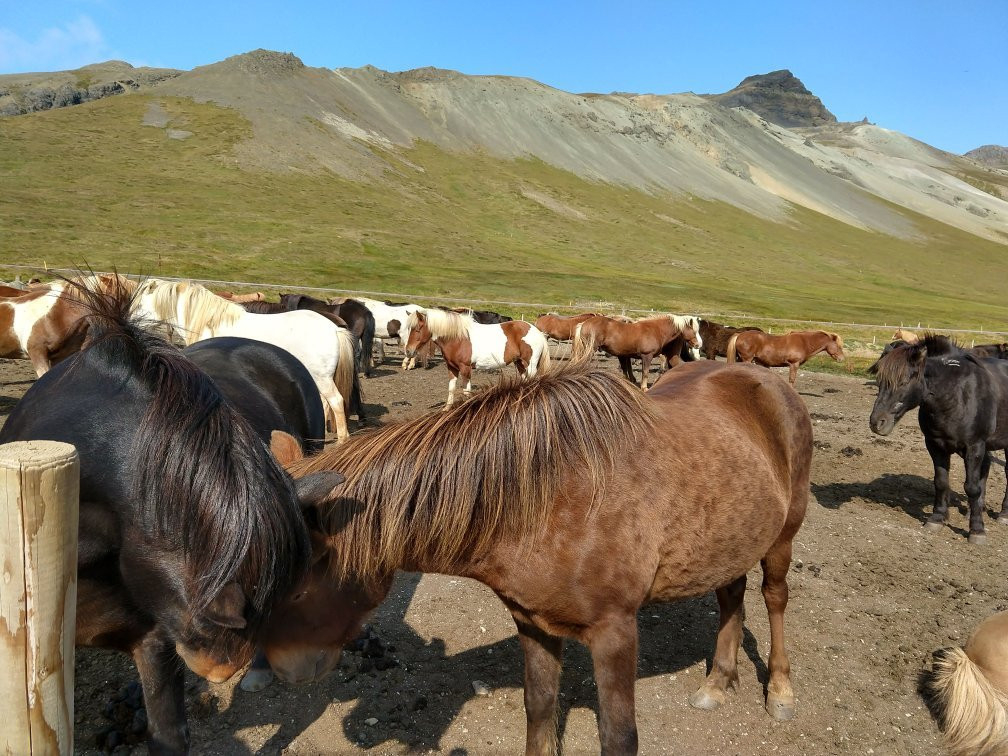Stori Kambur Horse Rental-Snaefellsbaer必去景点