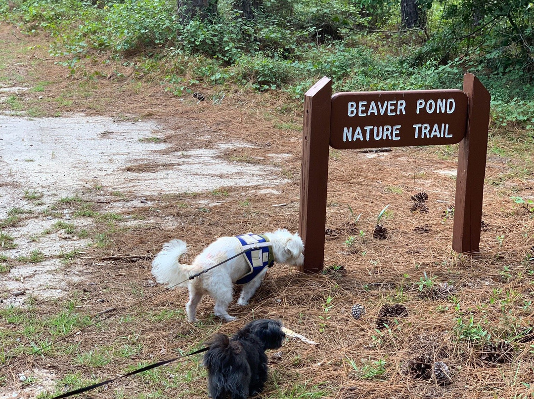 Little Pee Dee State Park景点图片