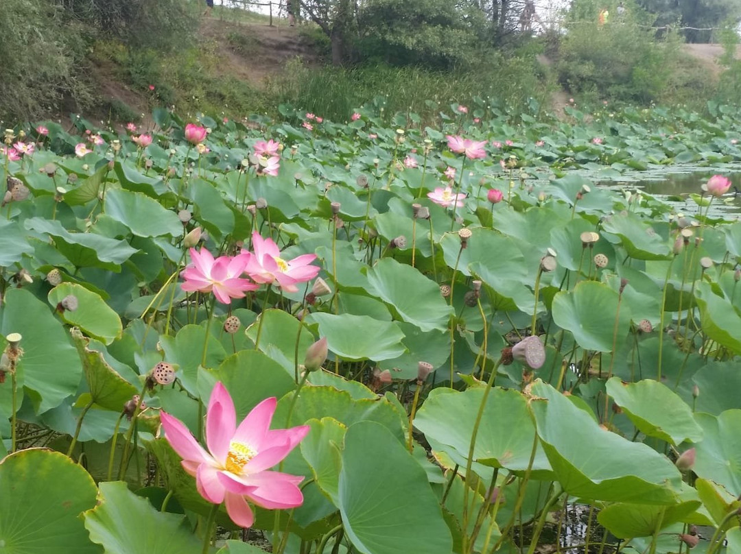 Lotus lake景点图片