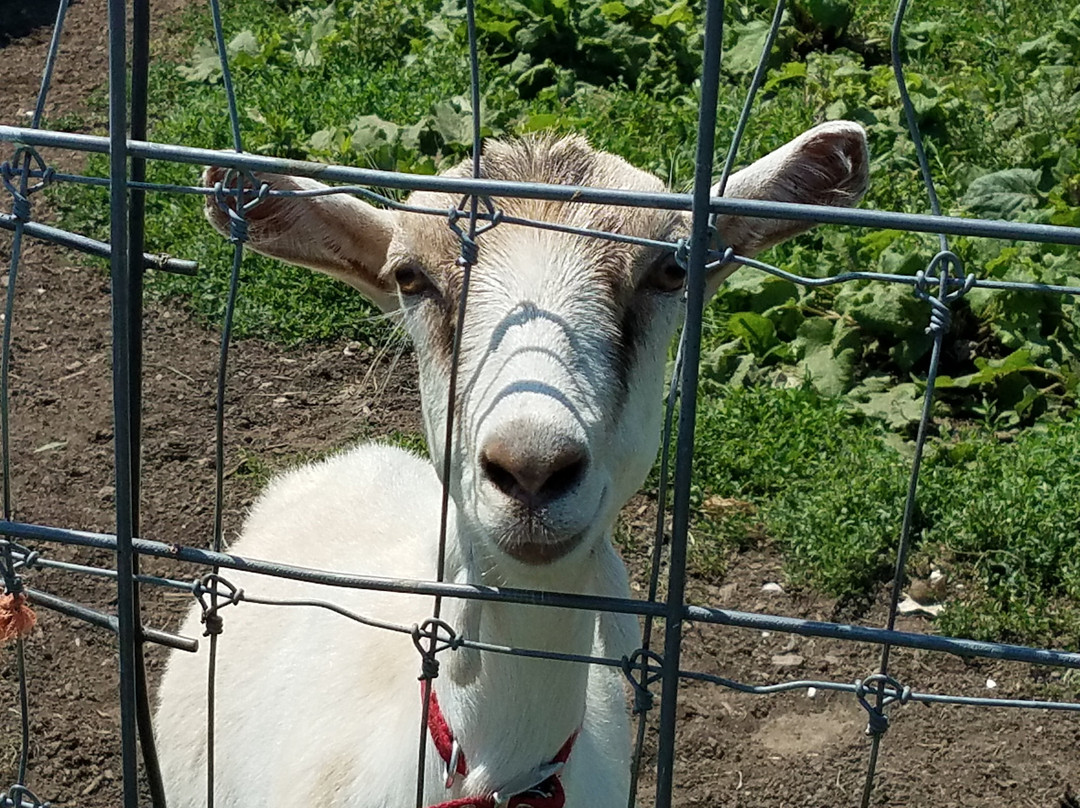Simmons Farm Petting Zoo-米德尔敦必去景点