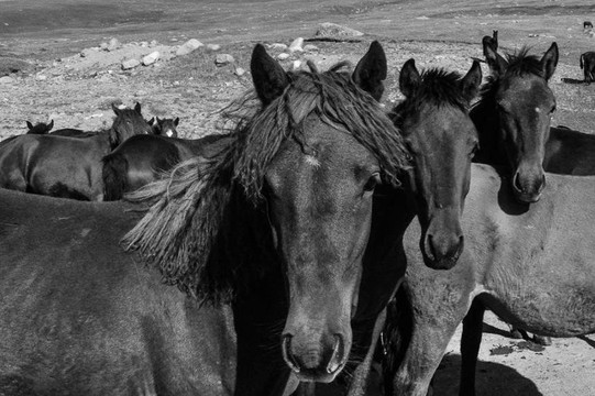 Amazing Mongolia-乌兰巴托必去景点