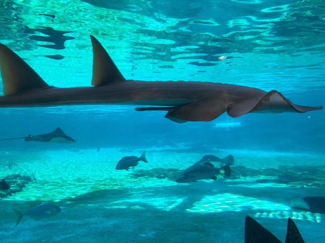 Shark Bay-梅因海滩必去景点