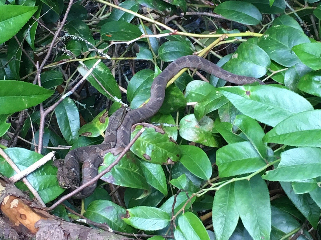 Fighting Creek Trail-大雾山国家公园必去景点
