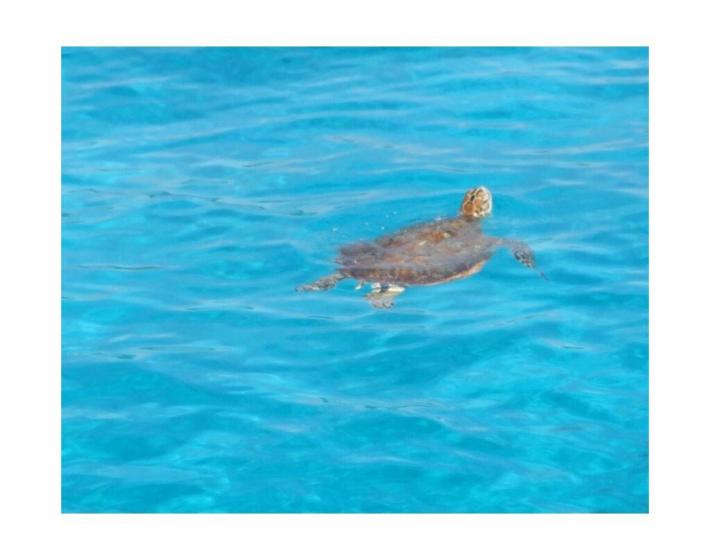 Black Beach Divers-曼巴豪必去景点