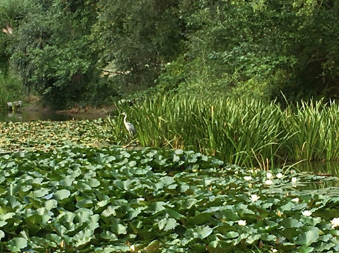 Fischtalpark景点图片