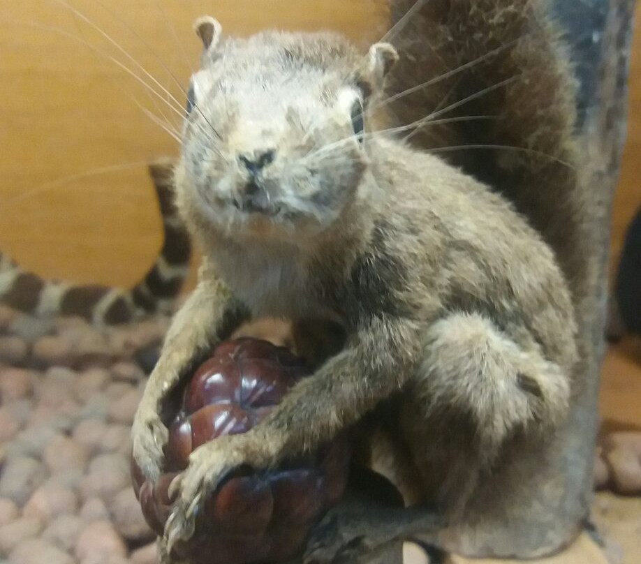 Natural Science Museum-瓜鲁柳斯必去景点