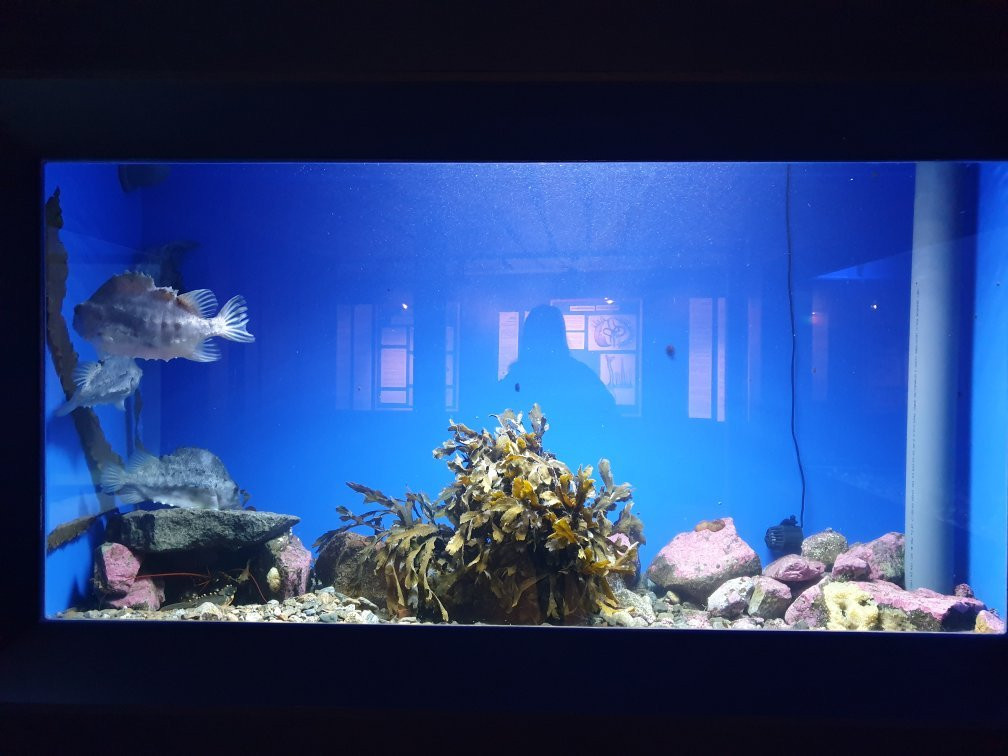 The Lofoten Aquarium景点图片