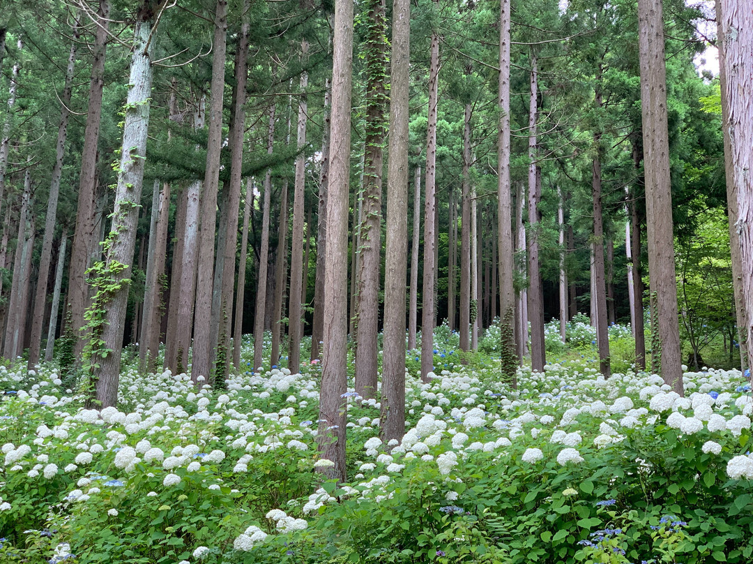 Michinoku Hydrangea Garden-一关市必去景点