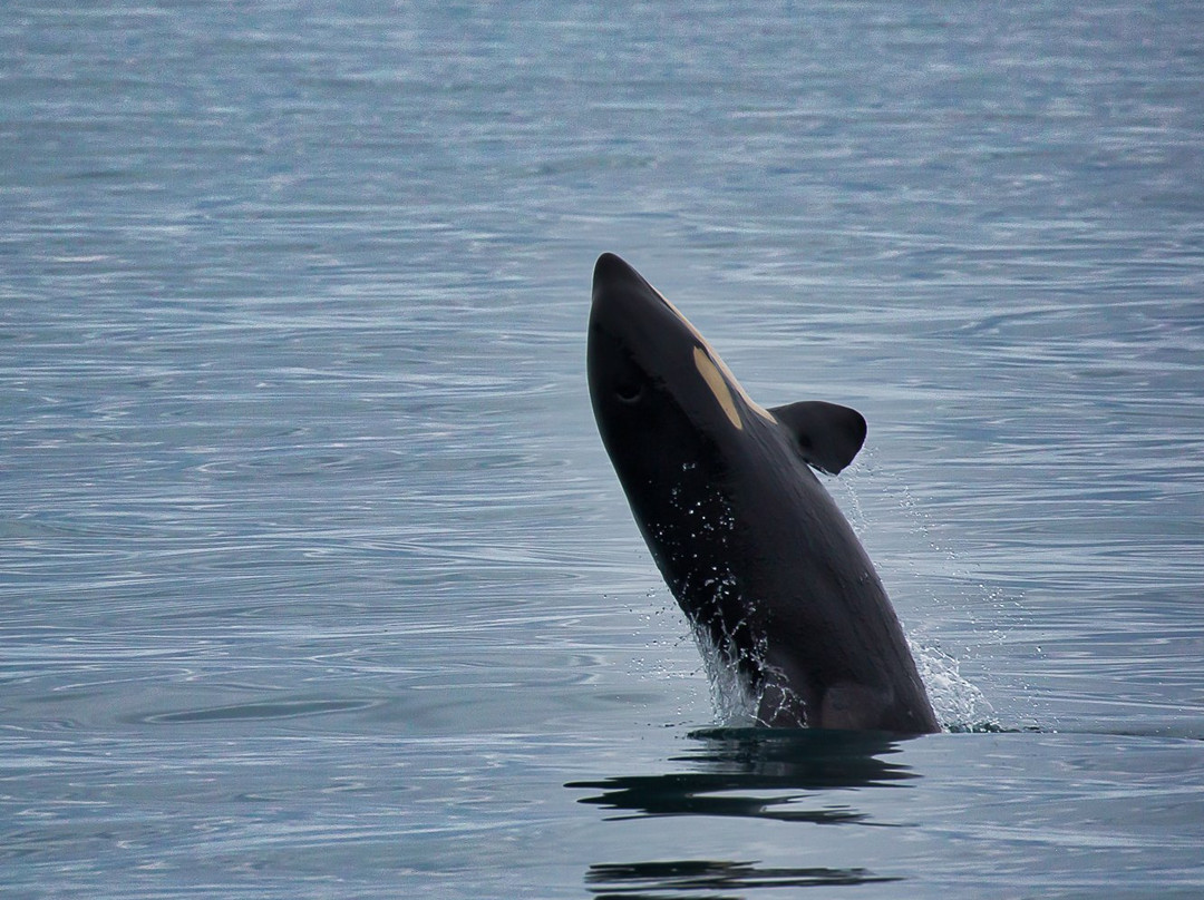 基奈峡湾国家公园-苏厄德必去景点