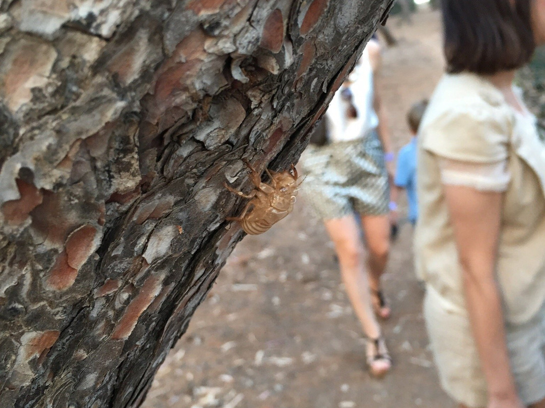 Isola Lunga Eco Resort主图