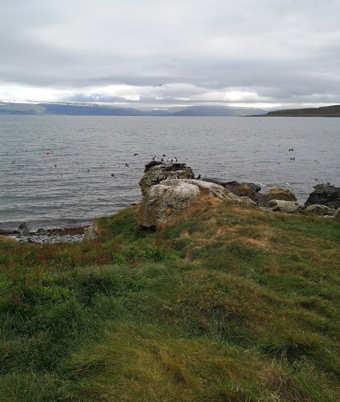 Vigur Island景点图片