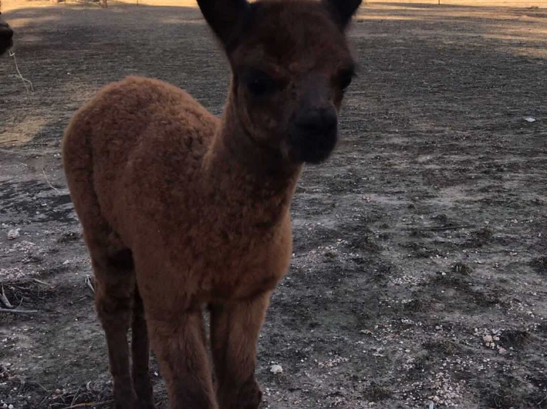 Redbank Alpacas-Redbank必去景点