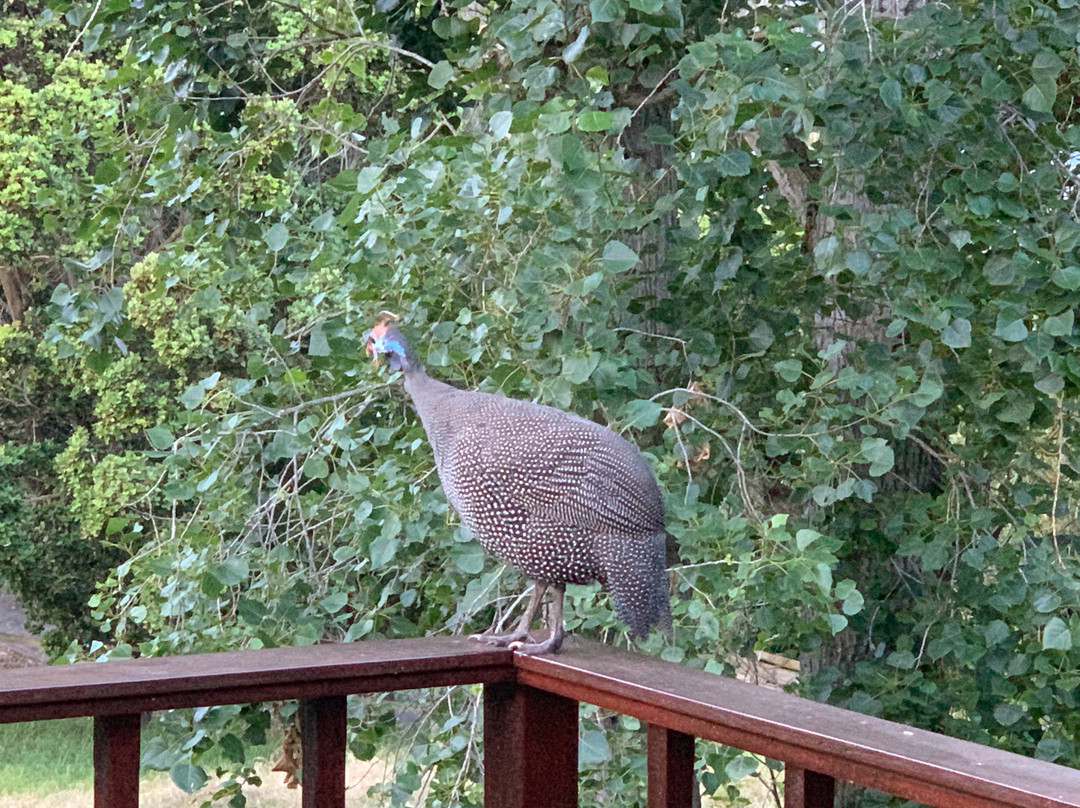 Robin's Nest Guest House主图