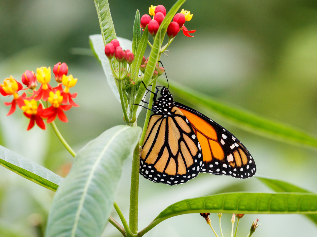 Papiliorama