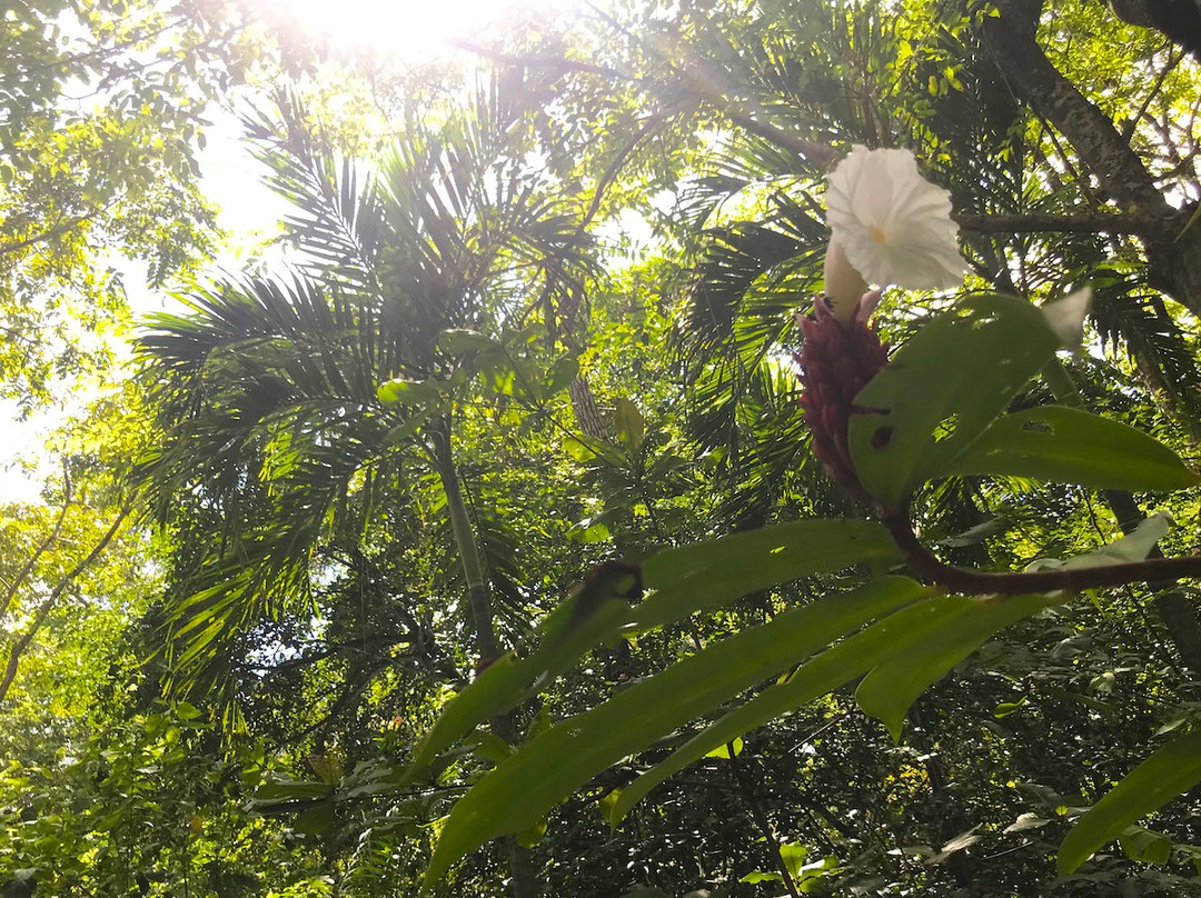 Nosara B&B Retreat主图