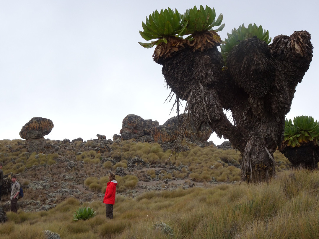 Alpine Holidays-Naro Moru必去景点