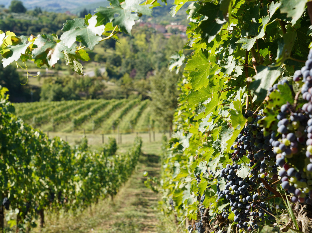 Montecalvi Winery-格雷韦伊恩基亚恩蒂必去景点