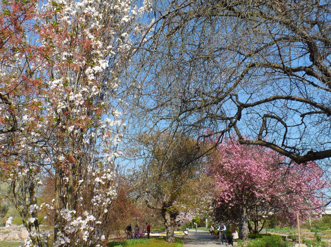 Botanischer Garten Mainz景点图片