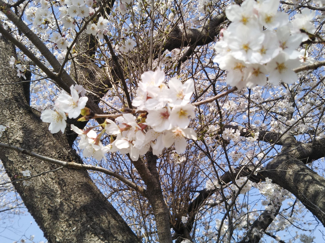 Tokigawa Sakuratsutsumi-岚山町必去景点