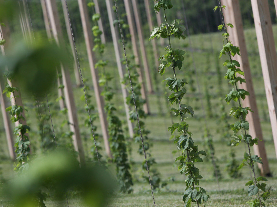 Manor Hill Brewing-埃利科特城必去景点