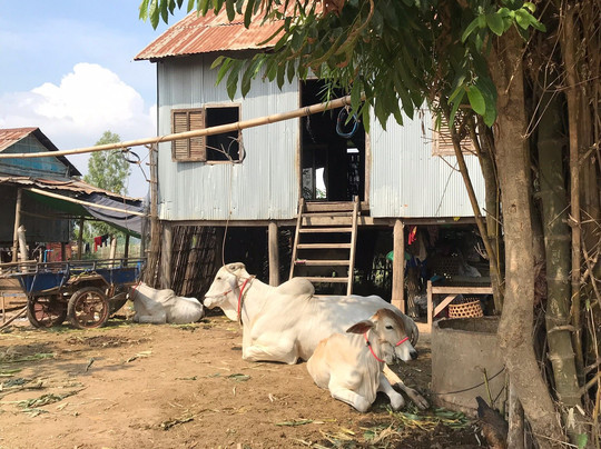 OBT Chiro Village Homestay主图