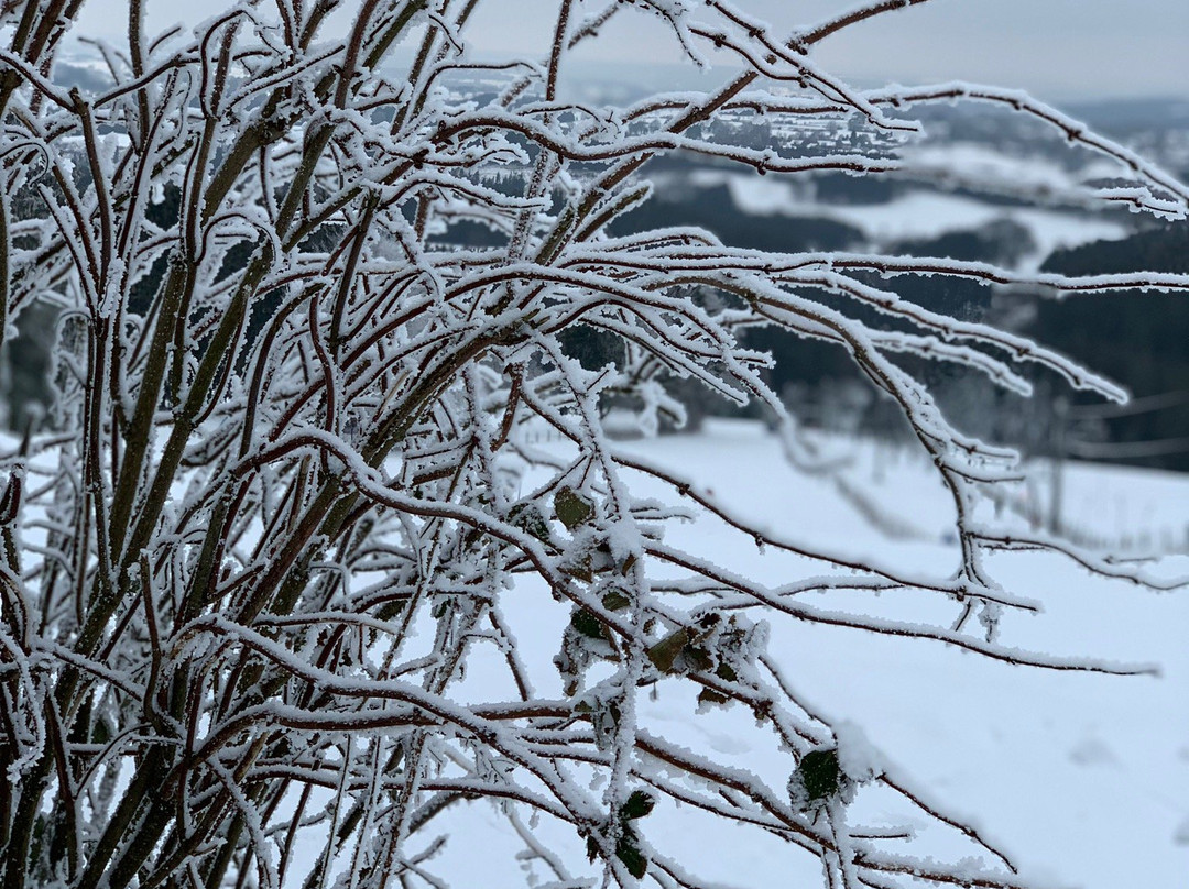 Ski alpin Ovifat景点图片