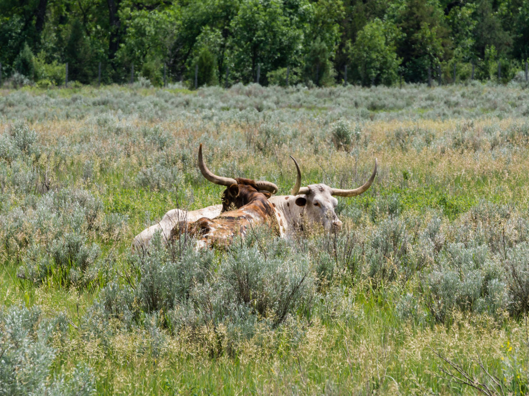 Longhorn Pullout景点图片