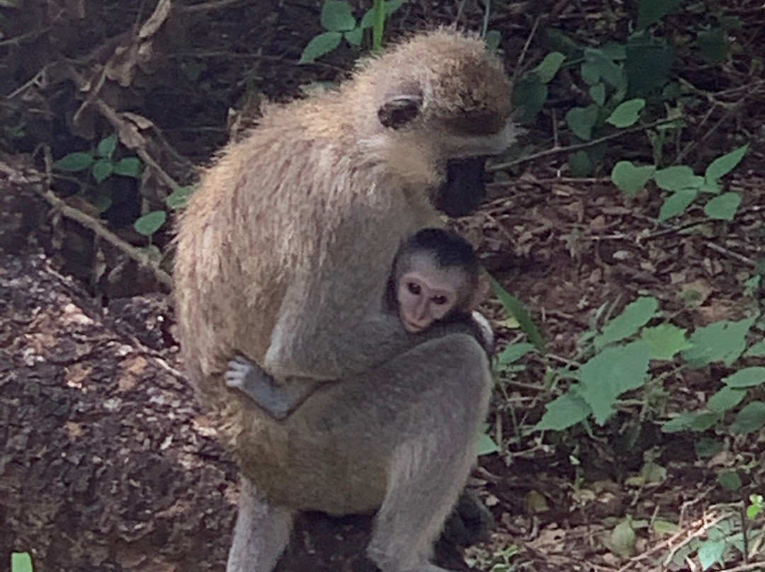 Eddie's Safari Kenya-蒙巴萨必去景点