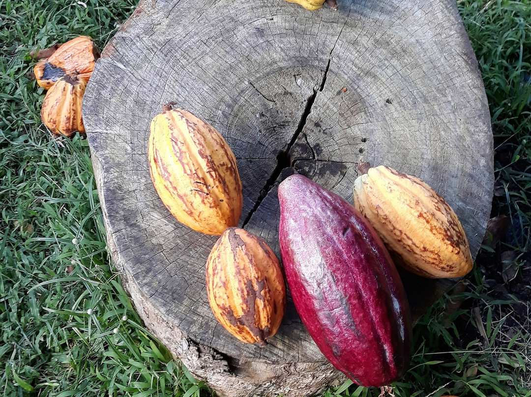 Bois Cotlette Estate-Saint Mark Parish必去景点