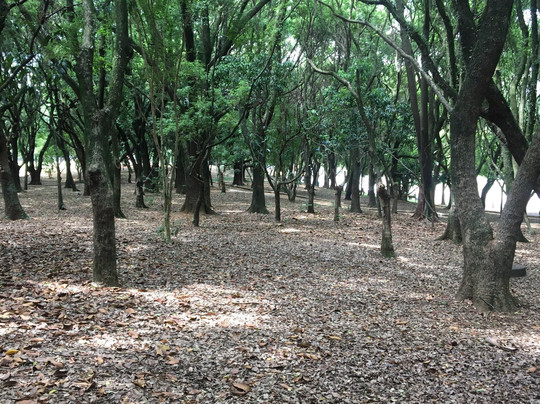Espaco Verde Chico Mendes-Sao Caetano do Sul必去景点