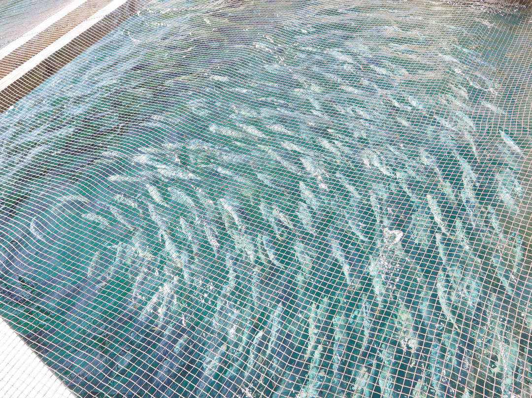 Tsuruhime Fishing Port-小滨市必去景点