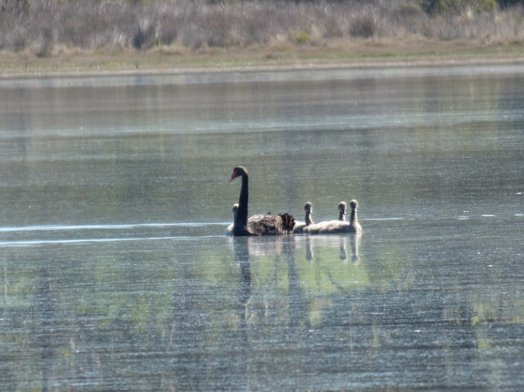 Calverts Lagoon Conservation Area景点图片