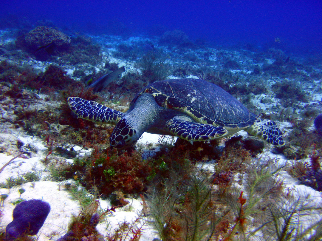 Santa Rosa Wall-考祖梅必去景点