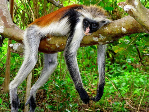 Kassidi Zanzibar Tours and Safaris-石头城必去景点