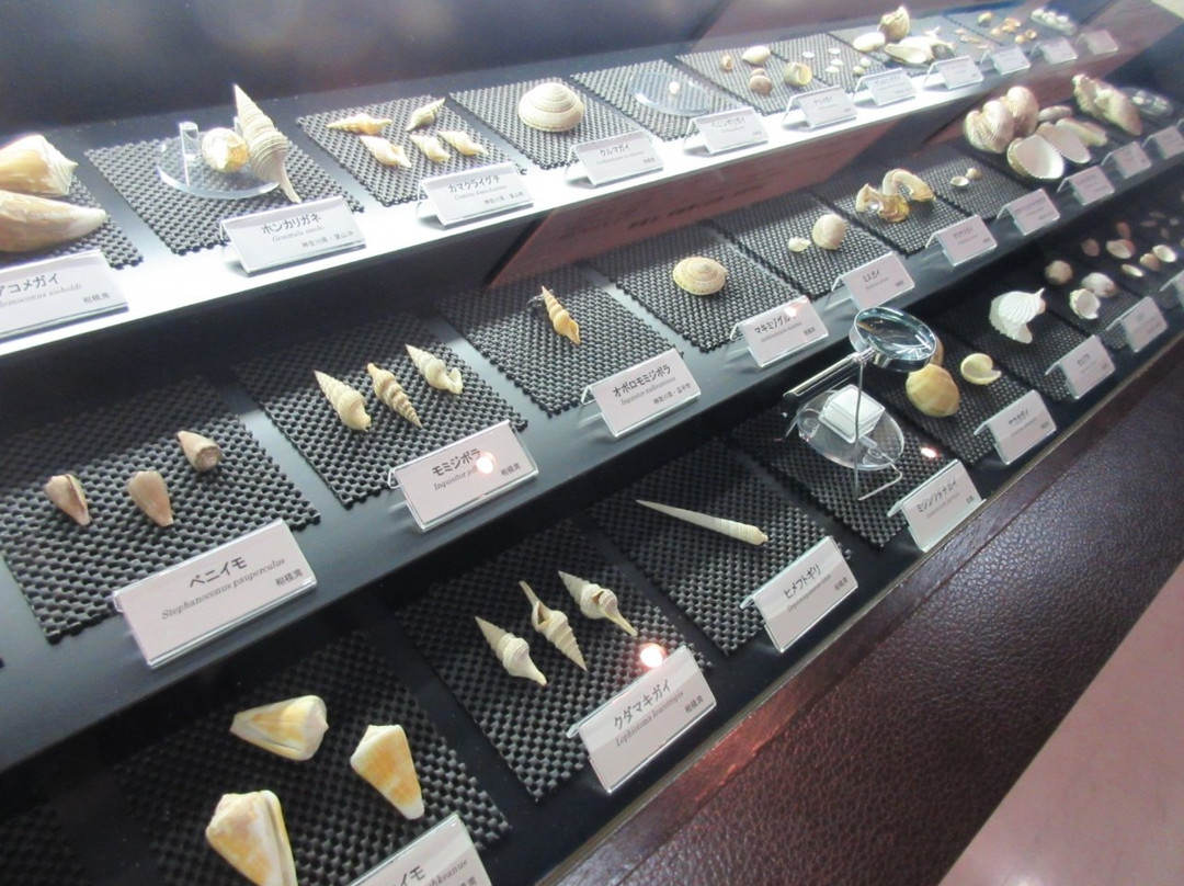 Manazuru Shell Museum-真鹤町必去景点