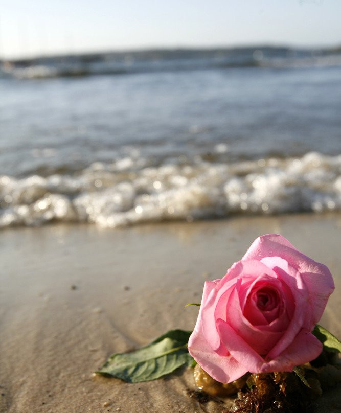 玫瑰湾至尼尔森公园漫步-悉尼必去景点