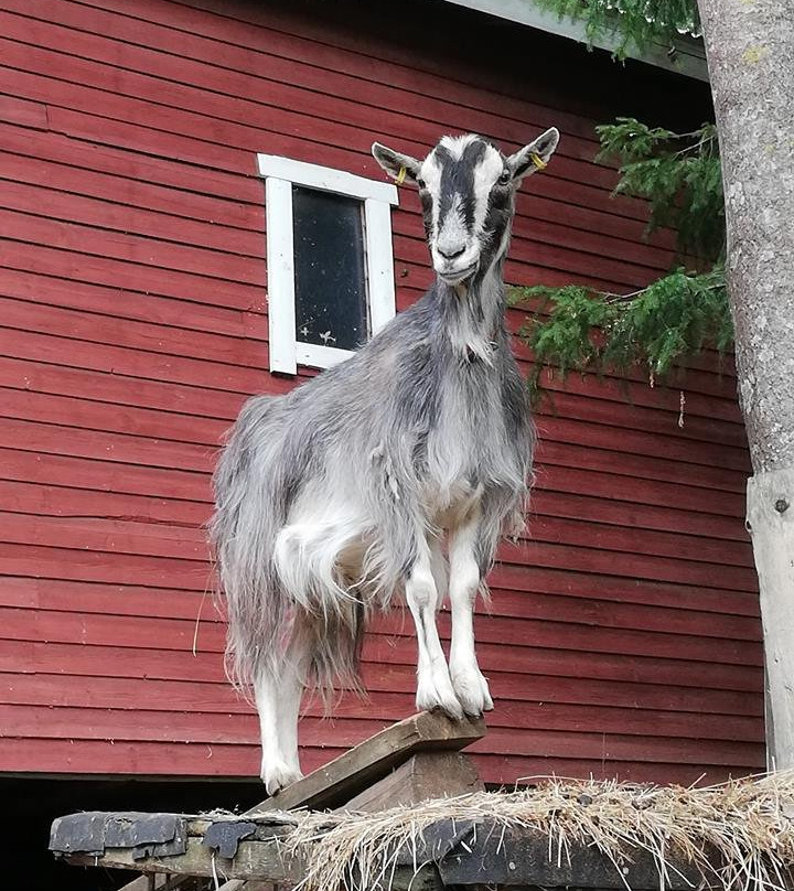 Peikkorinne farm-Askola必去景点