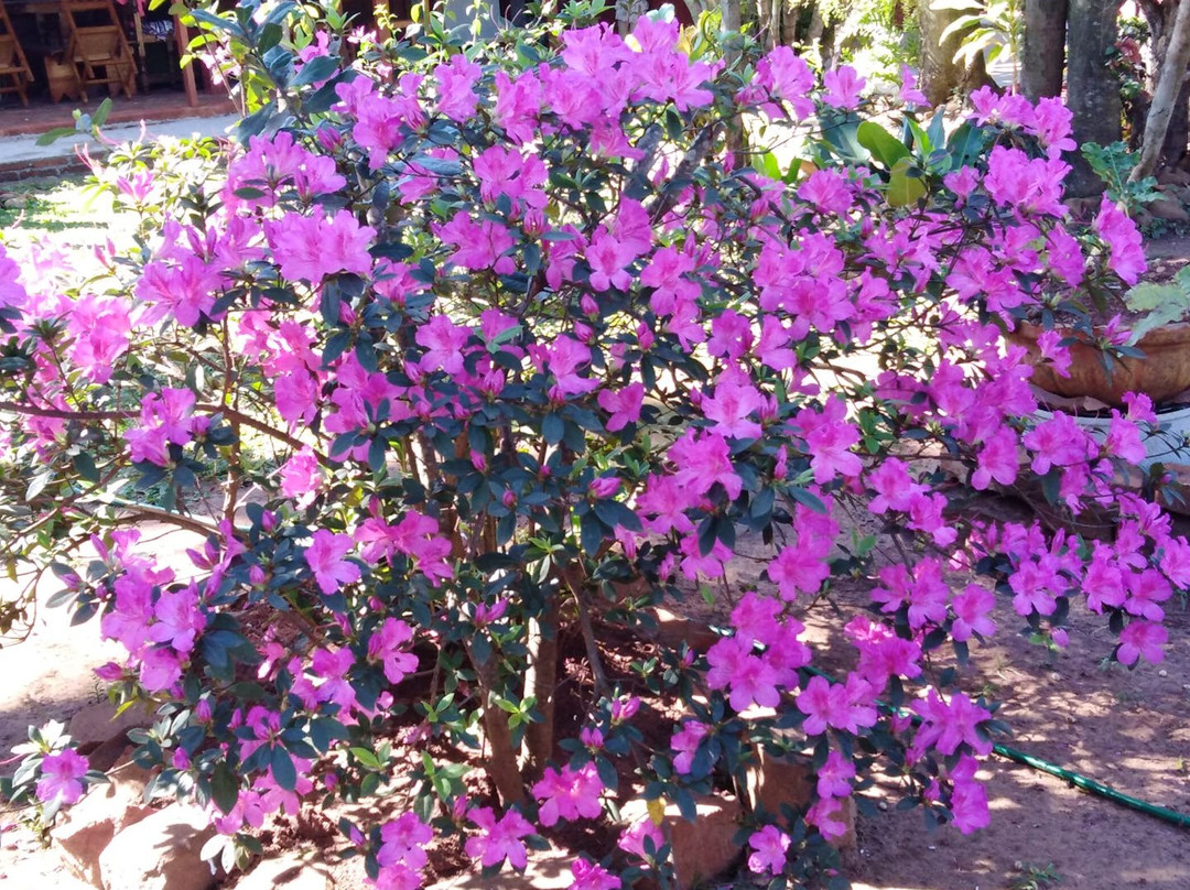 Posada y Restaurante Stella Mary y Rafael主图